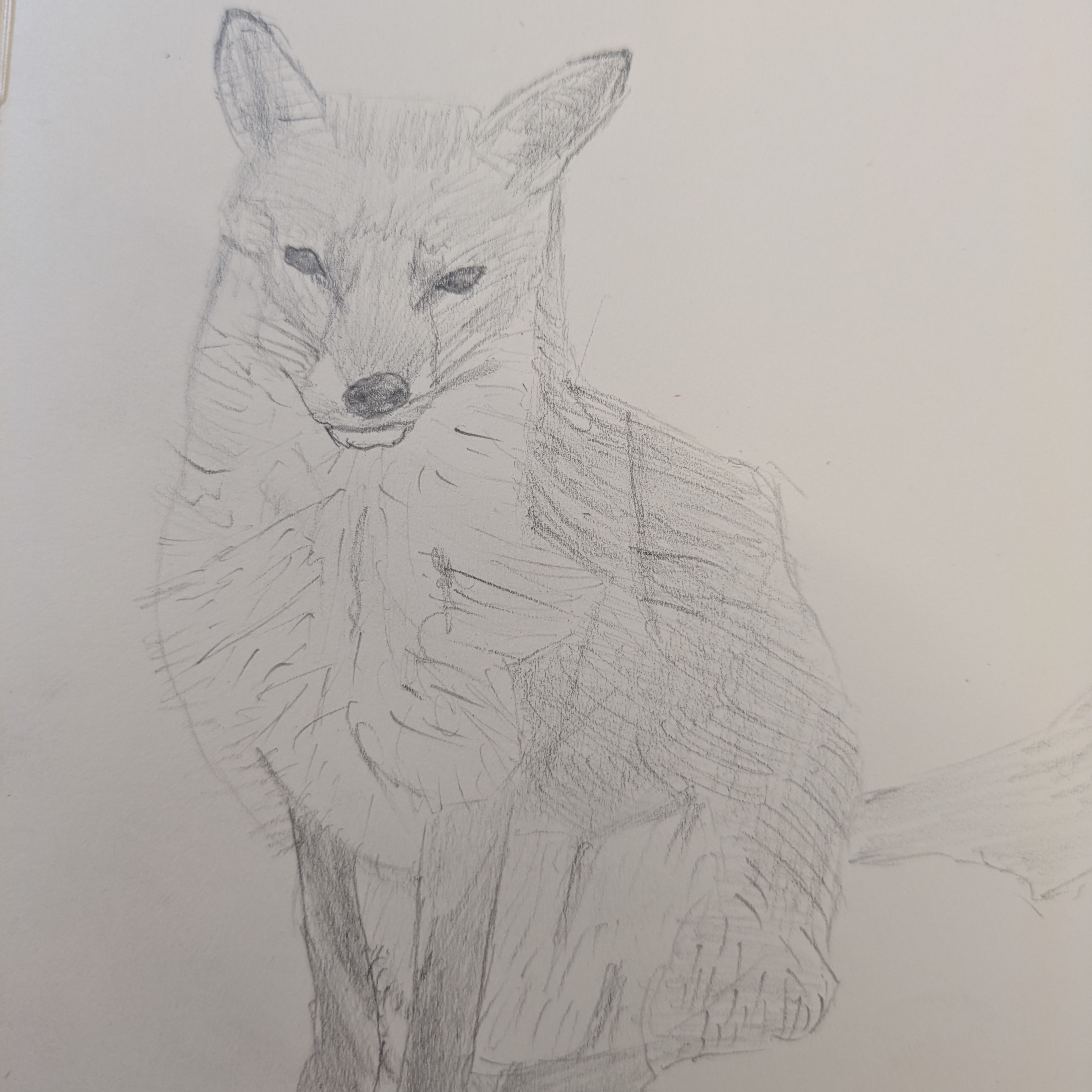 A sketch of a fox with a sour expression on its face